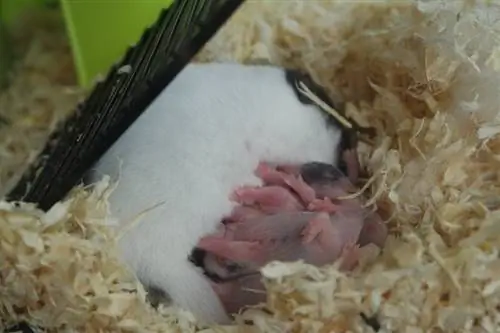 Cum să-ți dai seama dacă un hamster este însărcinat: 8 semne aprobate de veterinar