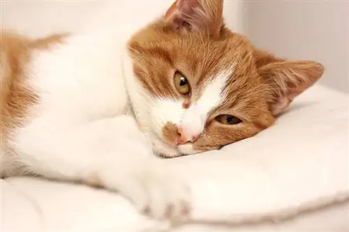 बिल्ली अस्थमा के लिए प्राकृतिक उपचार: 11 पशु चिकित्सक द्वारा अनुशंसित उपचार