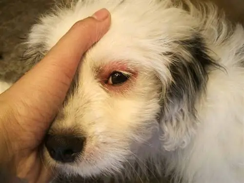 Per què els ulls del meu gos són vermells? 13 raons revisades pel veterinari