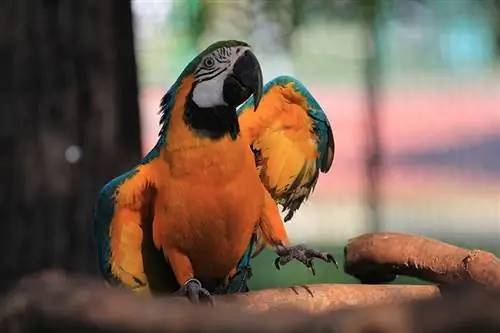 Majú papagáje radi hudbu? Zaujímavá odpoveď