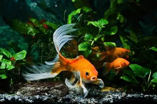 האם דגי קוי יכולים לחיות במיכלים? תחזוקה & סיכונים