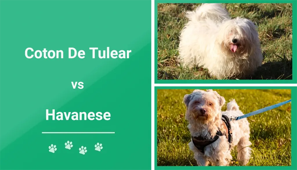 Coton De Tulear vs Havanese: کدام یک برای من مناسب است؟ (همراه با عکس)