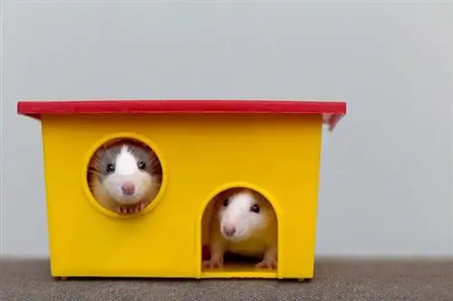 Când este cea mai bună vârstă pentru a crește hamsteri? Sfaturi revizuite de veterinar pentru bărbați & de femei