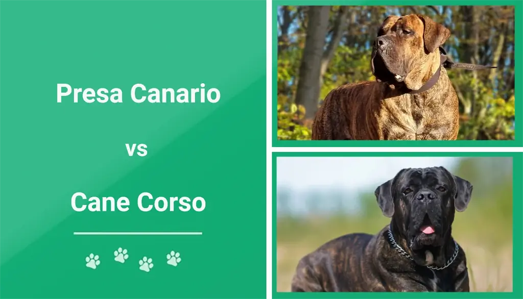 Presa Canario contre Cane Corso : les principales différences (avec photos)