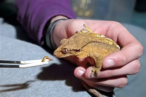 Els geckos crestats poden menjar cucs de farina? Fets revisats per veterinaris & PMF