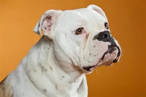 EngAm Bulldog Dog Breed: სურათები, გზამკვლევი, ინფორმაცია, & მოვლის გზამკვლევი