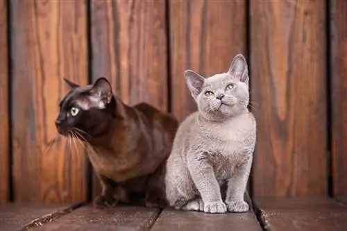 Burmese Evropiane: Fotografi, Udhëzues Kujdesi, Temperament & Tipare