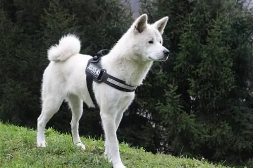 4 Akita Inu өнгө & дээлний загвар (Зурагтай)