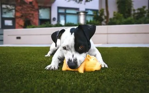 Les 10 millors joguines per a gossos per a l'ansietat per separació el 2023: ressenyes & millors opcions