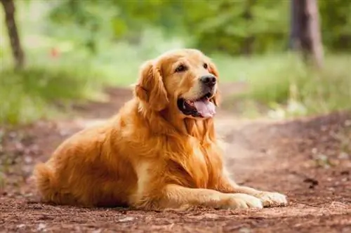 Auksaspalvių retriverių šunų veislės vadovas: informacija, nuotraukos, priežiūra & Daugiau