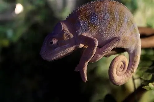 10 įdomių faktų apie chameleonus, kuriuos jums patiks žinoti