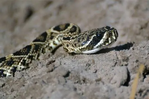 21 змии, открити във Вирджиния (със снимки)