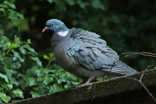 Was fressen Tauben & Tauben fressen in freier Wildbahn und als Haustiere?