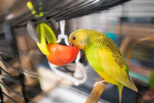 Ar banguotos papūgos gali valgyti mango? Ką tu turi žinoti