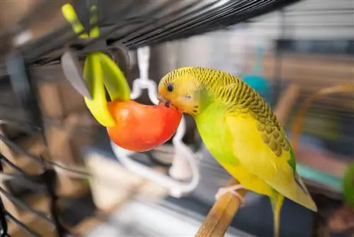 Kunnen parkieten mango eten? Wat je moet weten