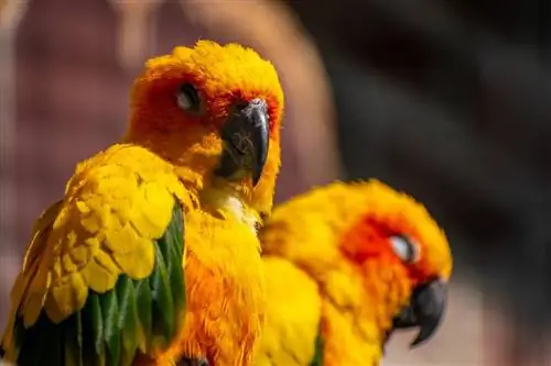 Carolina Parakeet: حقائق ، نظام غذائي ، رعاية & صور