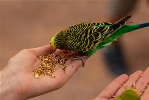 Czy papużki faliste mogą jeść popcorn? Nauka o żywieniu zatwierdzona przez weterynarza & Info