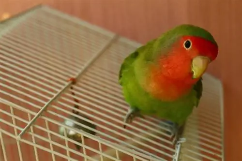 ما هي الطيور الأخرى التي يمكن أن تعيش معها طيور الحب؟ حقائق & الأسئلة الشائعة