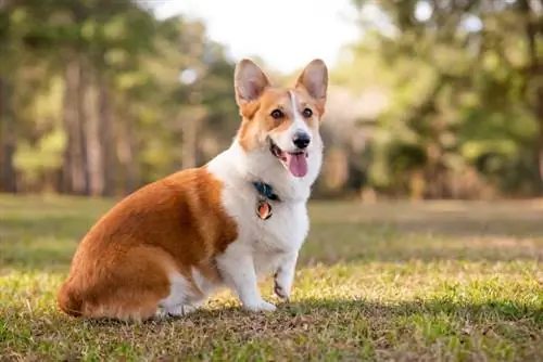 Red Corgi: Facts, Origin & History (with Pictures)