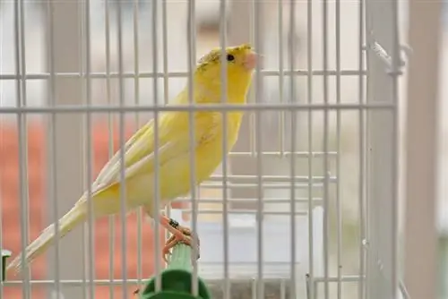 Crested Canary: Pictures, Care Guide, Temperament & Traits