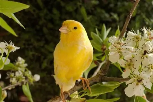 14 tipi di varietà di uccelli canarini (con immagini)
