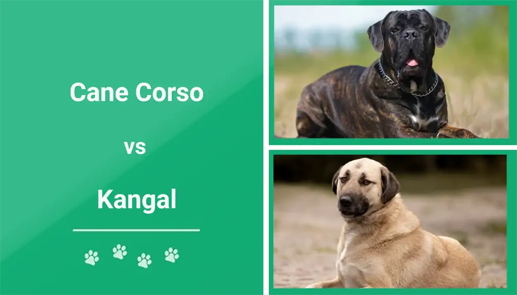 Cane Corso prieš Kangalą: skirtumai (su nuotraukomis)