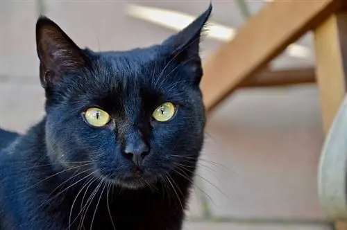 Bombay Cat: Info, Billeder, Temperament & Træk