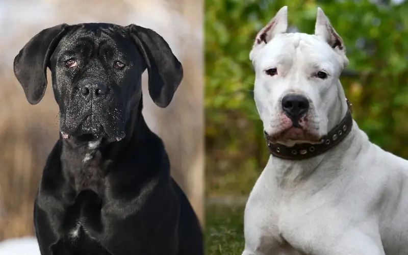 Cane Corso Dogo Argentino Mix: Guide, Pictures, Care & Дагы