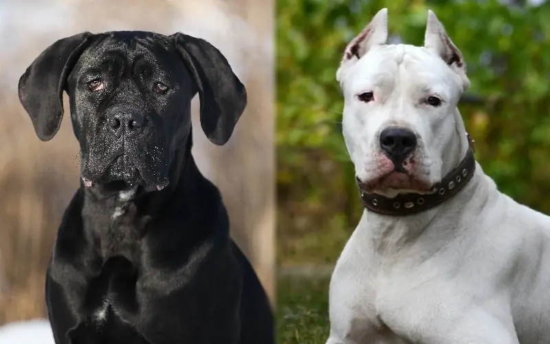 Cane Corso Dogo Argentino Mix: Gabay, Mga Larawan, Pangangalaga & Higit pa