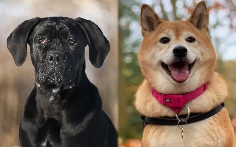 Cane Corso Akita Karışımı: Kılavuz, Resimler, Bakım & Devamı