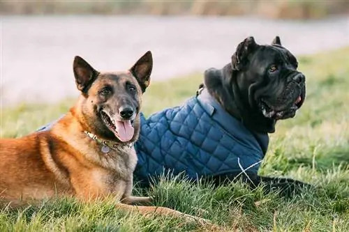 Mayroon bang Cane Corso Belgian Malinois? Kasaysayan & Ugali