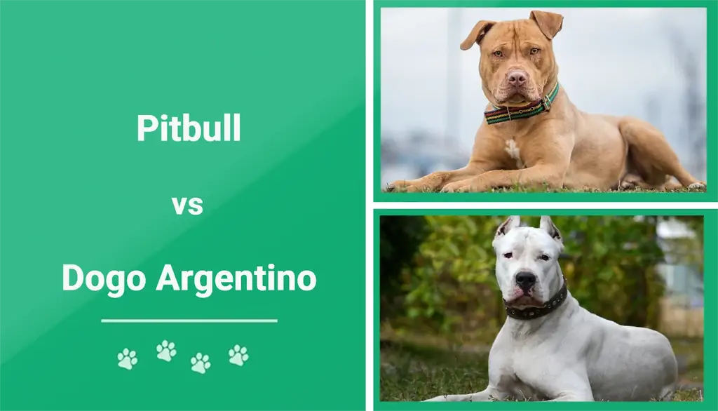 Pitbull vs Dogo Argentino: skirtumai (su nuotraukomis)