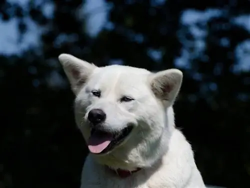 Huskita (Siberian Husky & Akita Mix): imágenes, guía, información, cuidados & ¡Más