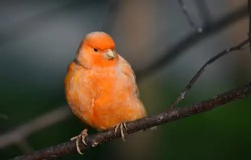 Vai kanārijputniņi runā vai vienkārši dzied? Interesanti Fakti