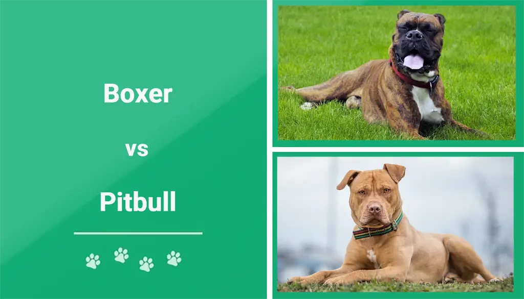 Boxer vs Pitbull: les diferències (amb imatges)