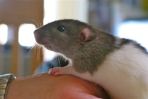 Cara Ikatan Dengan Tikus Peliharaan Anda: 8 Cara Efektif