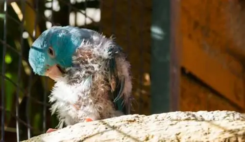 Hoe zich te ontdoen van vogelmijten op papegaaien (antwoord dierenarts)