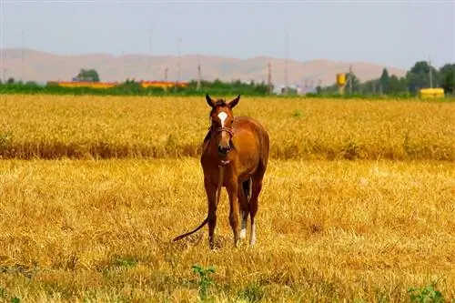 Պատկեր