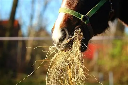 Com cultivar fenc de qualitat per al vostre cavall (Consells & Trucs)