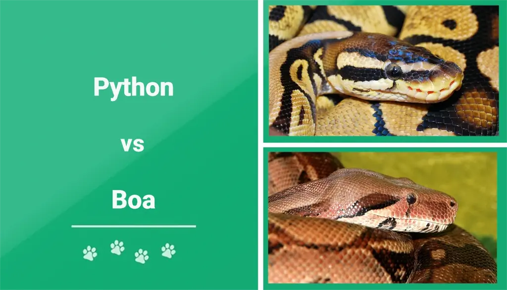Python vs Boa: De vigtigste forskelle (med billeder)