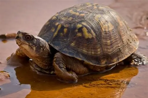 Восточная коробчатая черепаха: инструкция по уходу, установка аквариума, диета & Еще (с иллюстрациями)