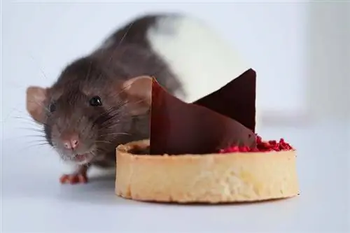 Czy myszy mogą jeść czekoladę? Co musisz wiedzieć