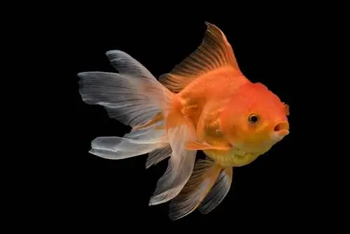 Ветроопашка златна рибка: грижи, диета, приятели в аквариума & Продължителност на живота (със снимки)