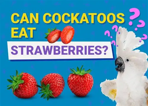 ¿Pueden las cacatúas comer fresas? Lo que necesitas saber