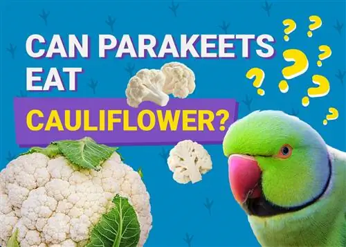 Môžu papagáje jesť karfiol? Čo potrebuješ vedieť