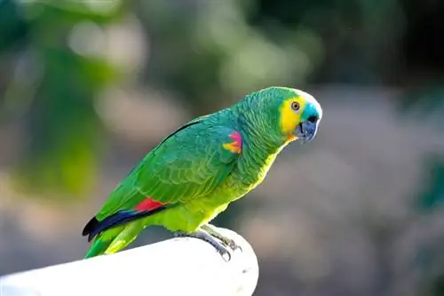Zilsmalks Amazones papagailis: personība, diēta, aprūpe & attēli