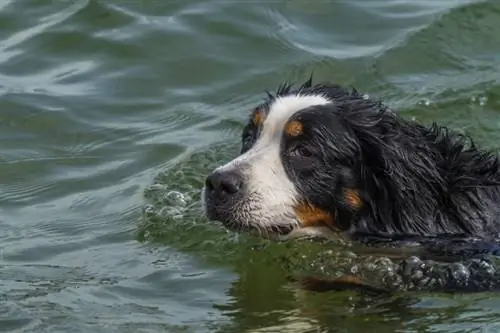 O Bernese Mountain Dogs sabe nadar? A resposta interessante