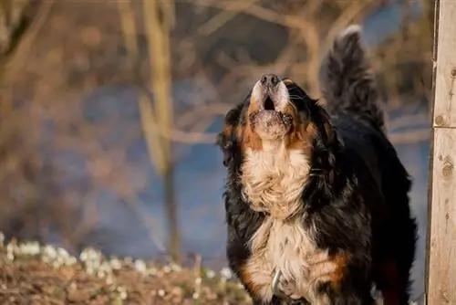 Wie viel bellen Berner Sennenhunde? Lernen Sie Ihr Haustier kennen