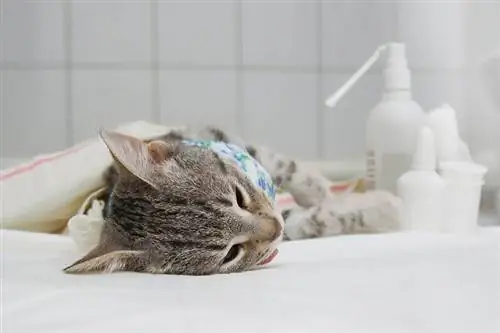 Sådan plejer du din kat efter at hun er blevet steriliseret: 10 veterinærgodkendte tips
