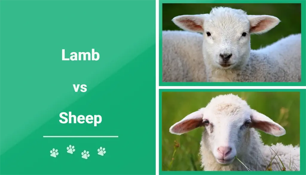 मेमना बनाम भेड़: क्या अंतर है? (चित्रों के साथ)